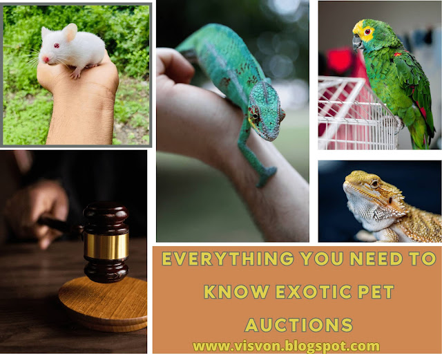 Everything You Need to Know Exotic Pet Auctions A Comprehensive Guide
