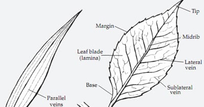 Plant Life Leaf Anatomy