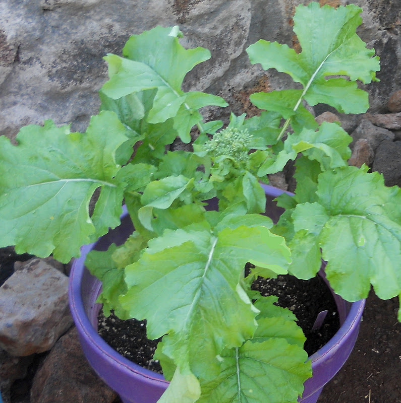 A Kitchen Garden in Kihei Maui Growing Cima di Rapa Broccoli Rabe in