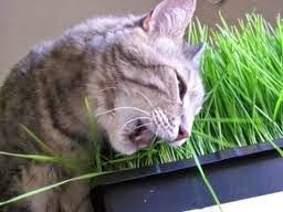 RUMPUT GANDUM wheatgrass: Mengapa Rumput Gandum Baik Bagi Kucing?