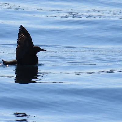 Unique Things to Do in Seattle - Birdwatching - Pigeon Guillemot on Puget Sound