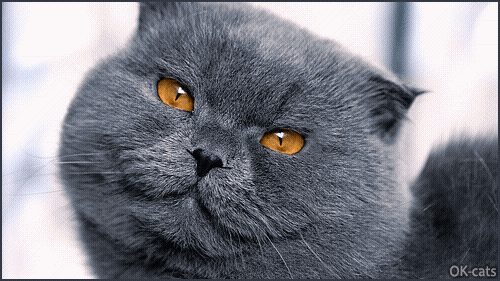 Art Cat GIF • Blue cat with orange eyes, tiny ears and funny nose winking repetitively Art Cat GIF • Blue cat with orange eyes, tiny ears and funny nose winking repetitively