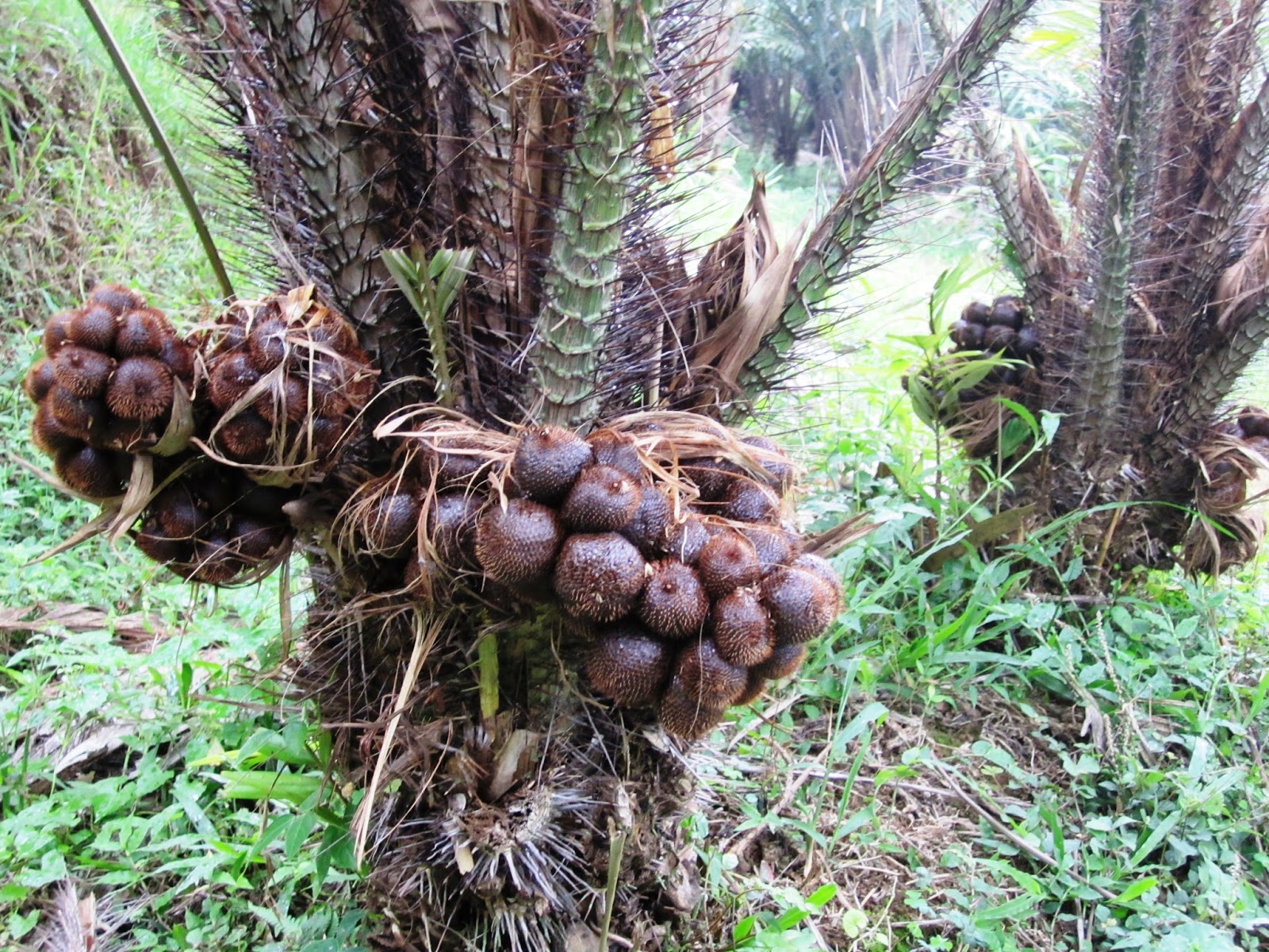 Pemandangan Kebun Salak Wonosalam