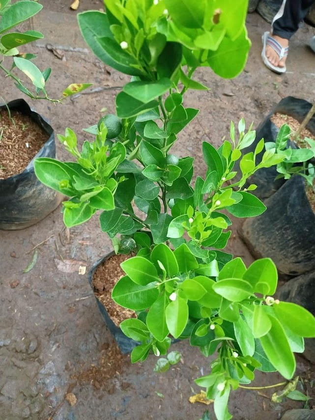 BIBIT tanaman pohon buah JERUK NIPIS limo limau keep nagami songkit sonkit purut santang madu Jawa Timur