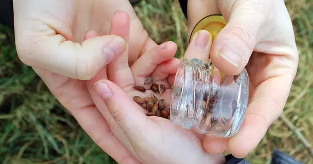 بذور التفاح بعض من بذور التفاح