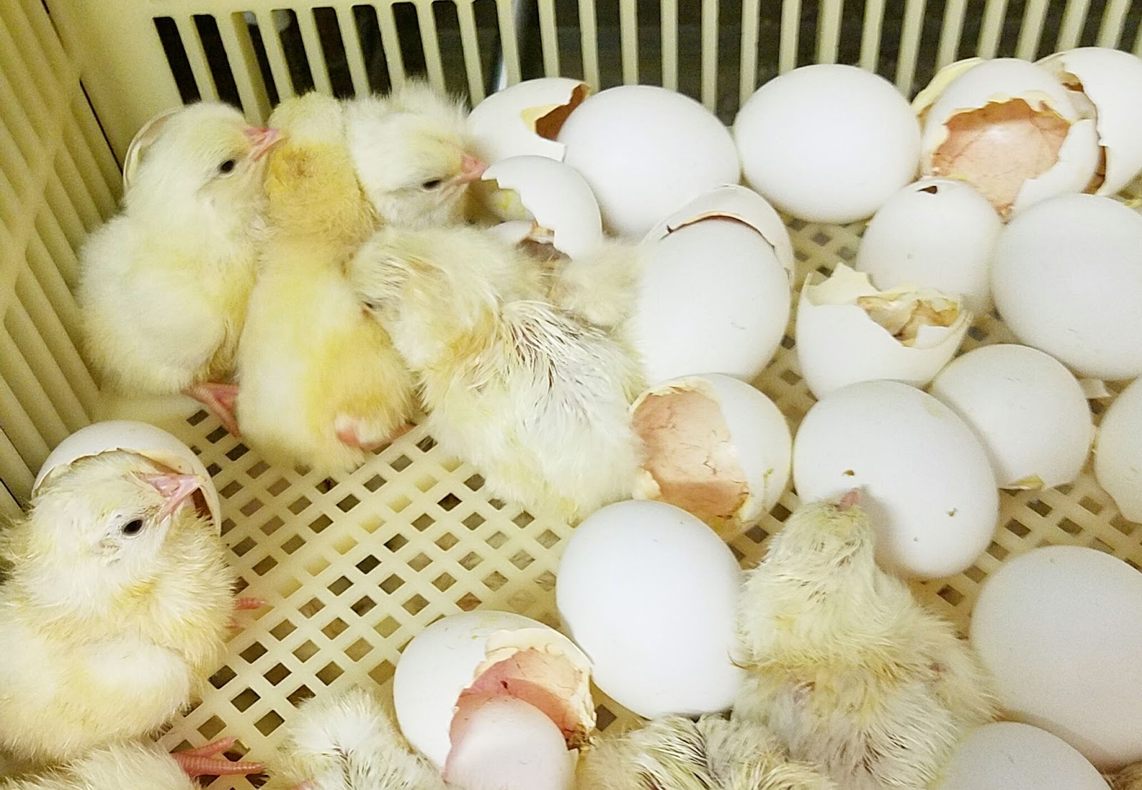 Mail Order Chicks The How, Why and When Fresh Eggs Daily® with Lisa