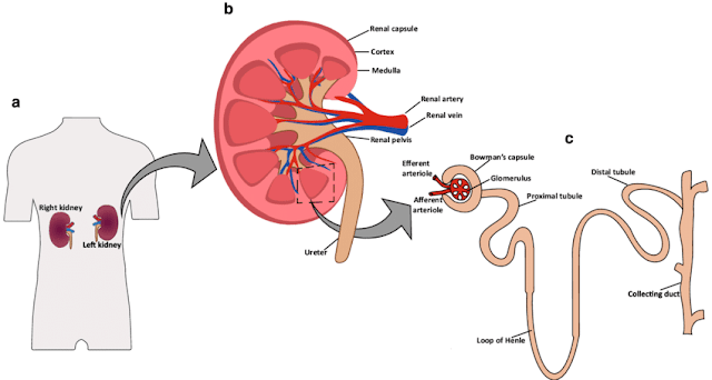 Excretion System – The Kidneys ~ Hari Ini