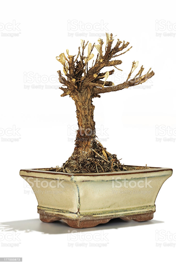 what to do with a dead bonsai tree