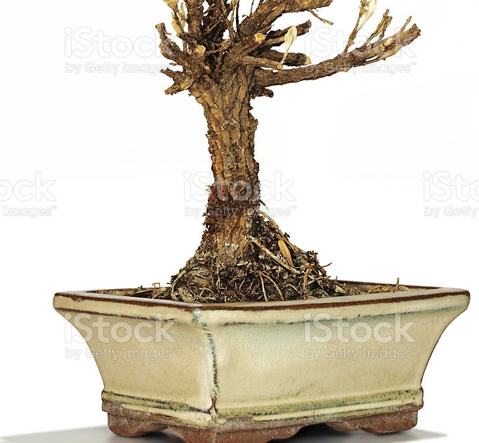 what to do with a dead bonsai tree