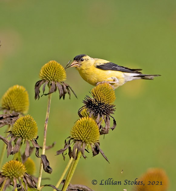 STOKES BIRDING BLOG Gardening for Finches and Birds, Good for You, Good for Them!