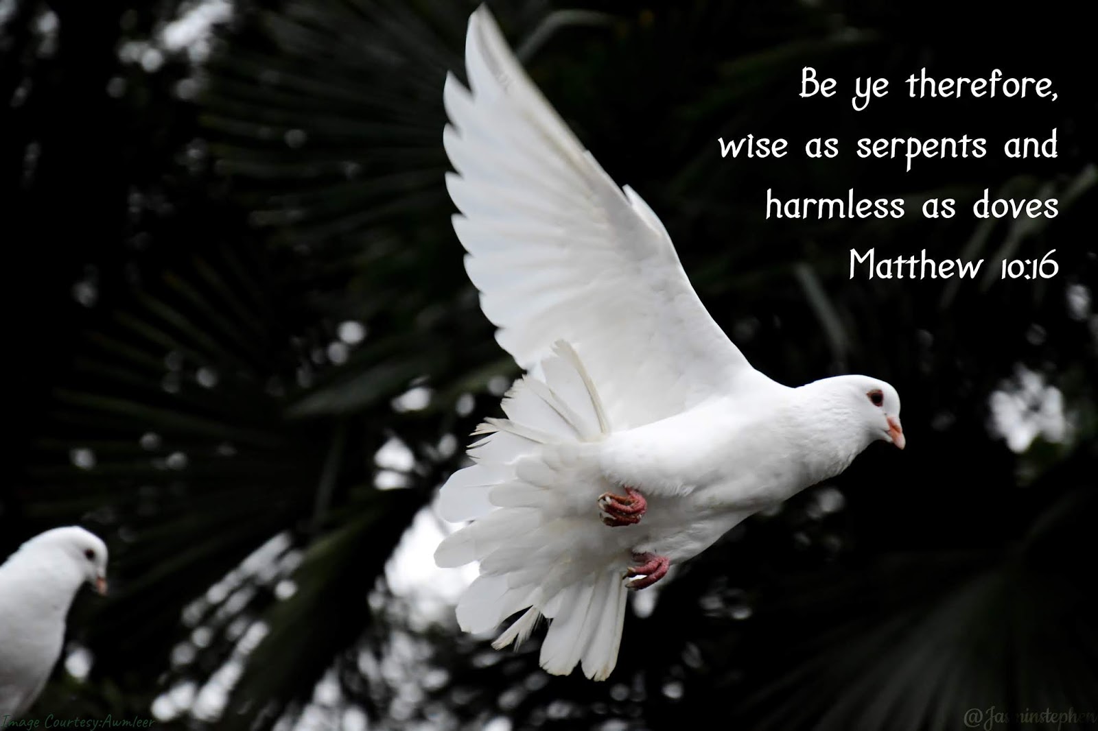 Matthew 10 16 save
