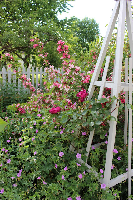 Les roses du jardin secret: Wild rover. Dickson 2007.