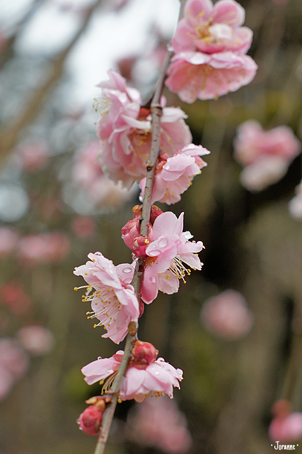 Rosier Andre Le Notre