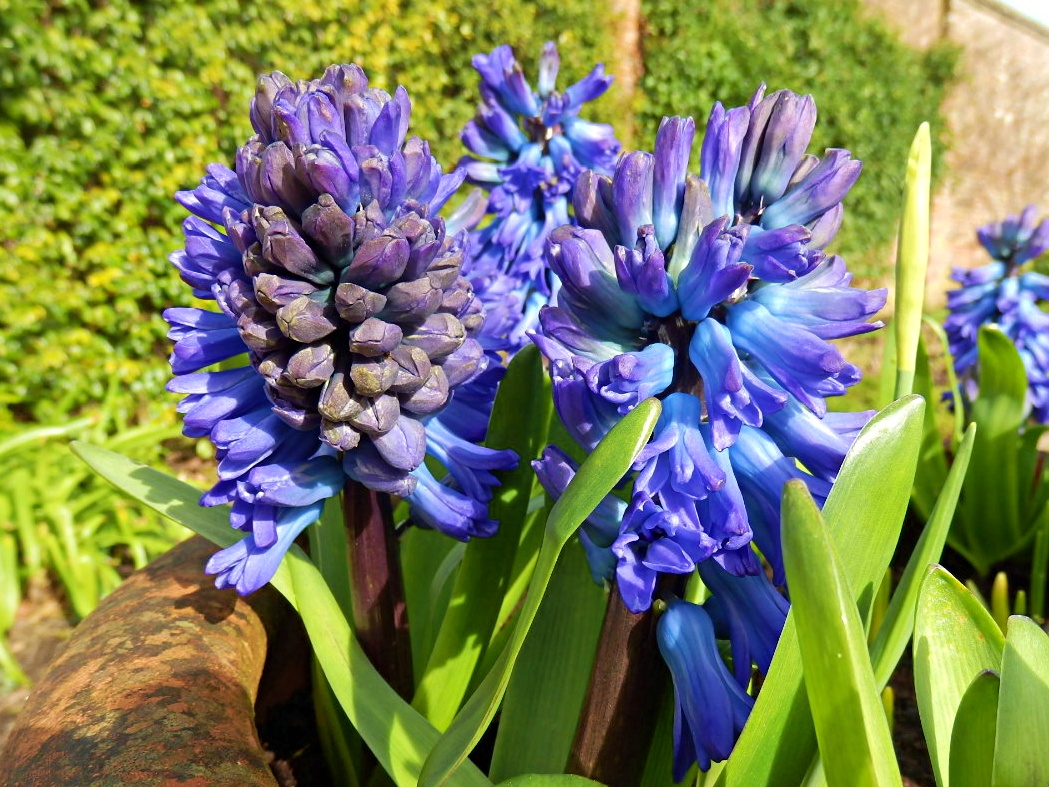 Mike's Cornwall 22 Cornwall Flower Photos