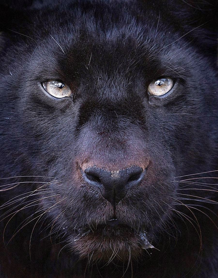 22 Impressive Pictures of Black Panthers - Best Photography, Art ...