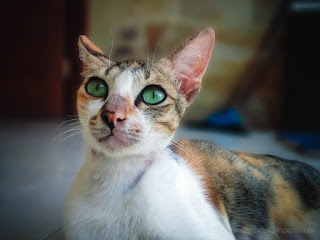 Eyes Gaze Of A Mother Cat Looking Up At Something On The House Floor North Bali Indonesia