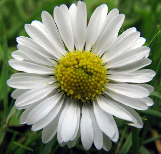 Daisy - Flowers