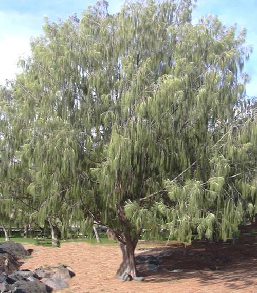 toru dutt our casuarina tree