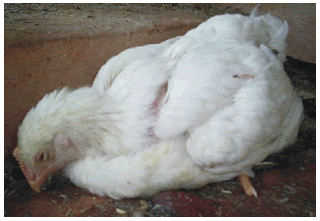 contoh ayam terkena NE Clostridium perfringens (Necrotic Enteritis) dan koksidiosis . contoh ayam terkena NE Clostridium perfringens (Necrotic Enteritis) dan koksidiosis .