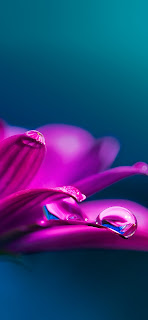 خلفية ايفون قطرة الندى على الزهرة البنفسجية