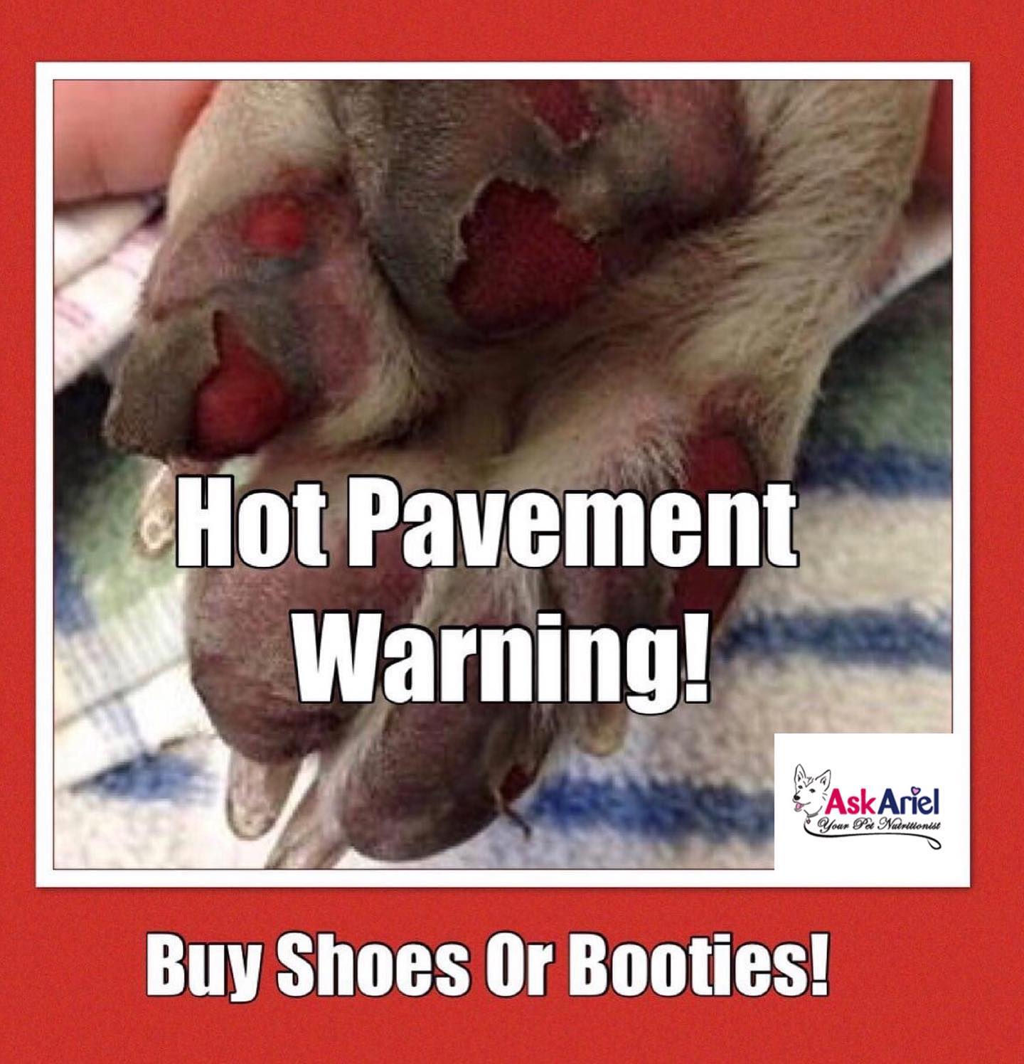 Hot Pavement Warning For Summer! Holistic Vet and Pet Nutrition Journal