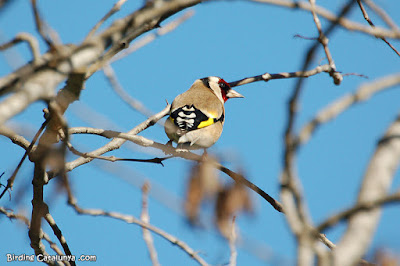 Cadernera (Carduelis carduelis)