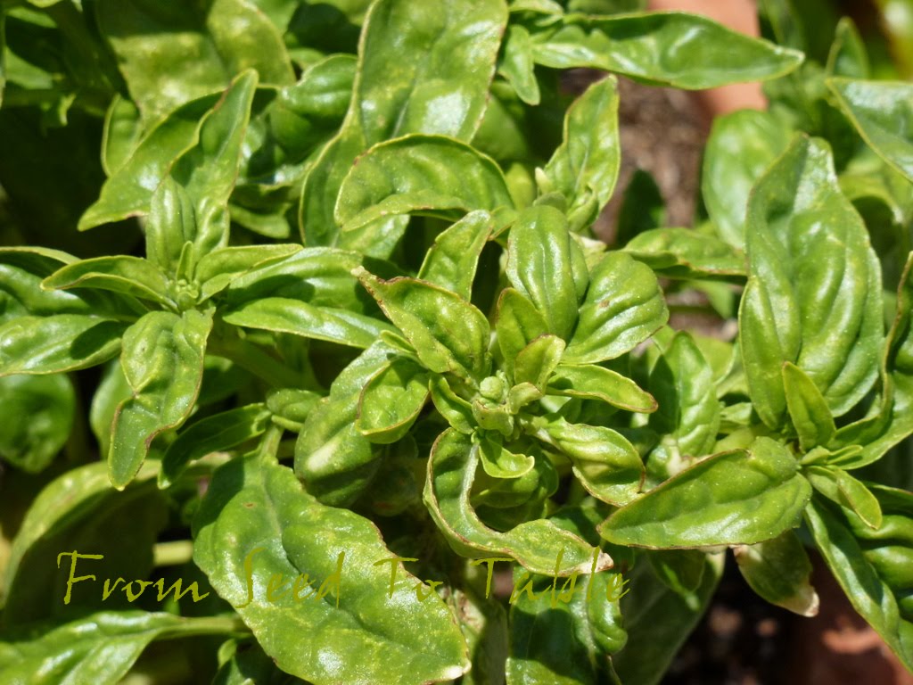 From Seed To Table It's Gonna Be A Crappy Year For Peppers Again