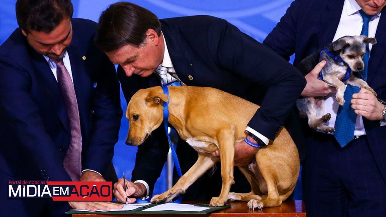 Bolsonaro sanciona lei que aumenta pena a maus-tratos a cães e gatos