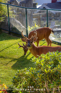 Deer Pender Island Poets Cove