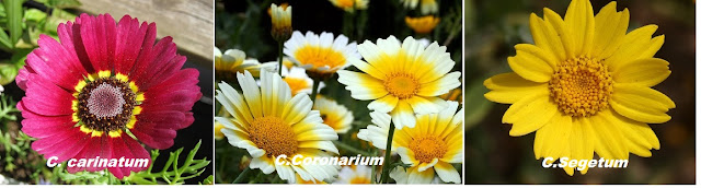 Cultivation of Chrysanthemum in India ; A Complete Information Guide Cultivation of Chrysanthemum in India ; A Complete Information Guide