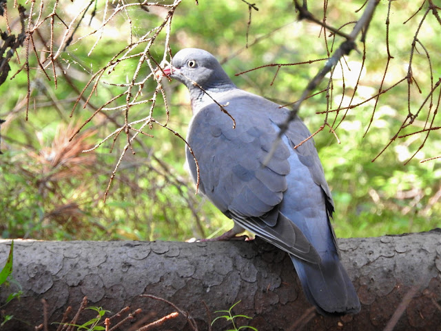лесной голубь, вяхирь