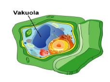 Gambar: vakuola - Sumber: gurupendidikan.co.id