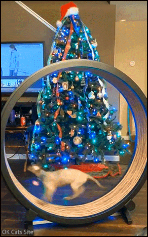 Amazing Cat GIF • Cat running super fast on its exercise wheel during advent
