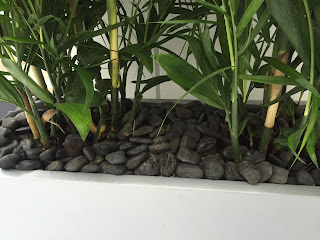 office plant care and maintenance installation Danvers MA;