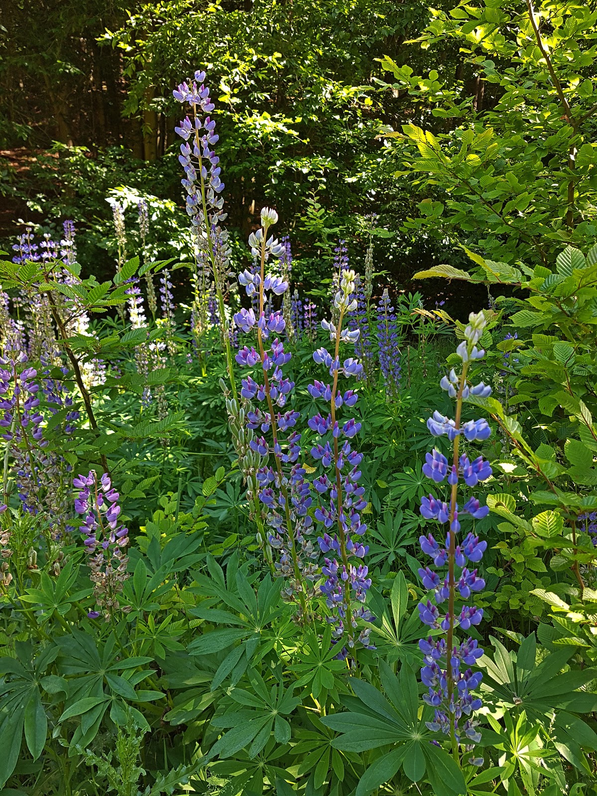 Naturmoden Steffi Hacke 06 01 2017 07 01 2017