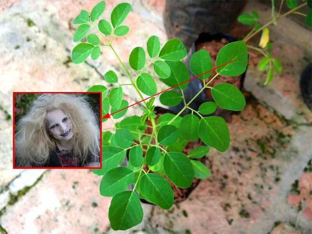 Katanya Jin Takut Dengan Daun Kelor, Fakta yang Benar itu Seperti ini Katanya Jin Takut Dengan Daun Kelor, Fakta yang Benar itu Seperti ini