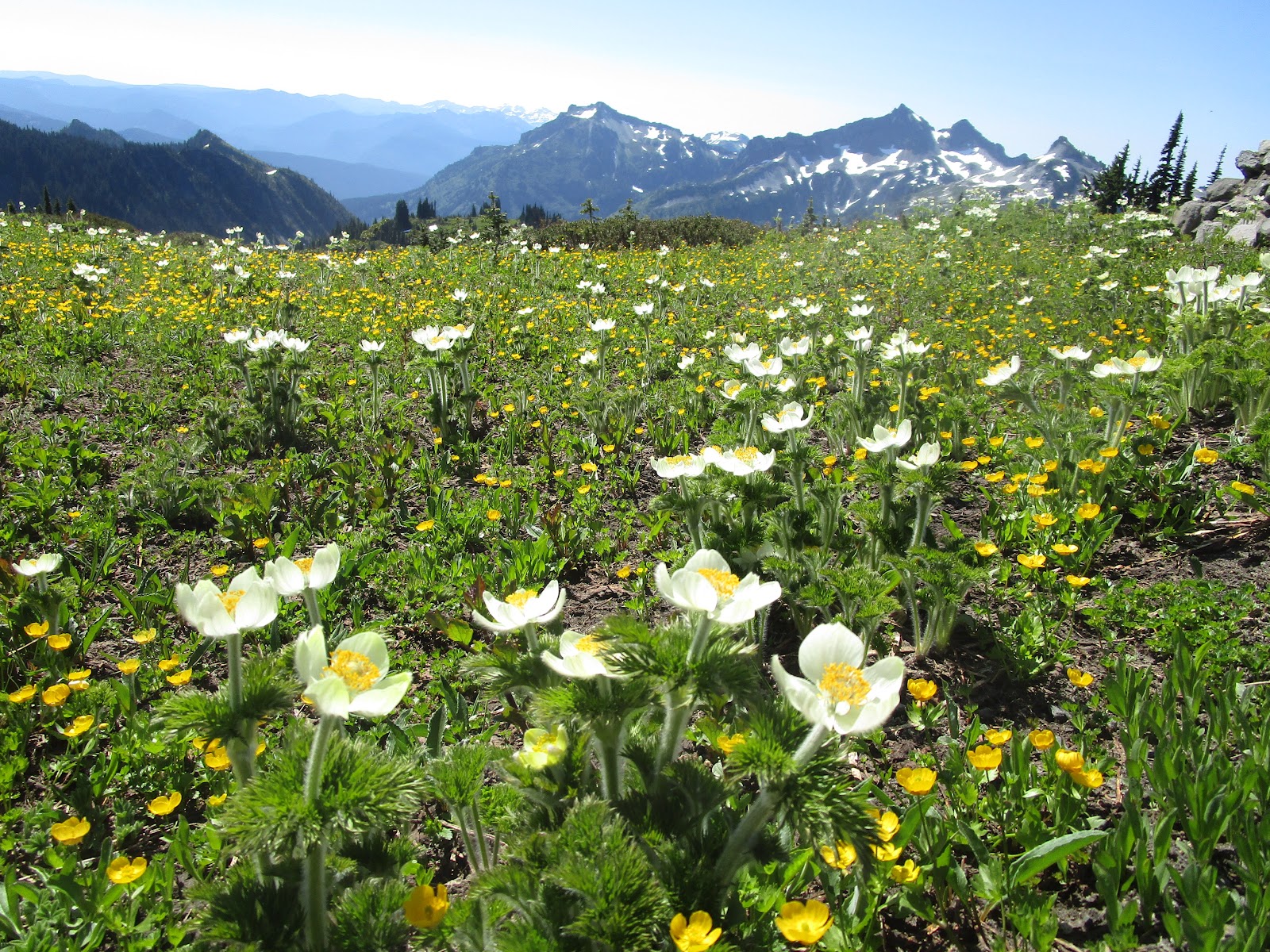 Почему сейчас лучшее время поехать к горе Рейнир 