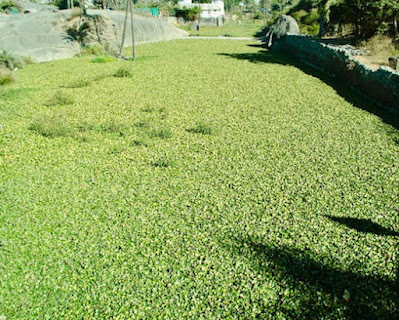 "Water hyacinth choking the mainstream Mount Abu".