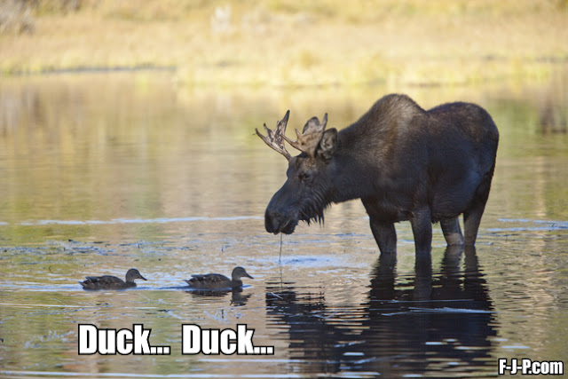 Funny Duck Duck Moose Meme Joke Picture