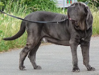 كلب الماستيف النابوليوني Neopolitan Mastiff