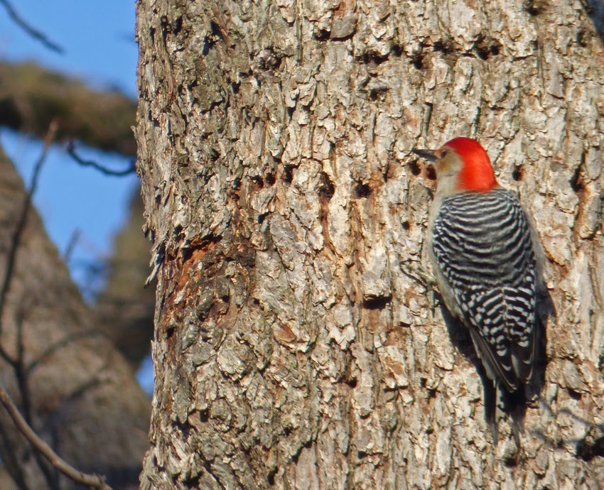 Life, Birding, Photos and Everything: Winter Woodpeckers