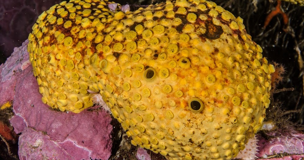 Descubren nuevas especies de esponjas en Chile