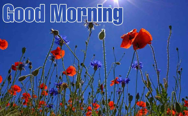 990+ Good morning images with flowers Hd Best Collection