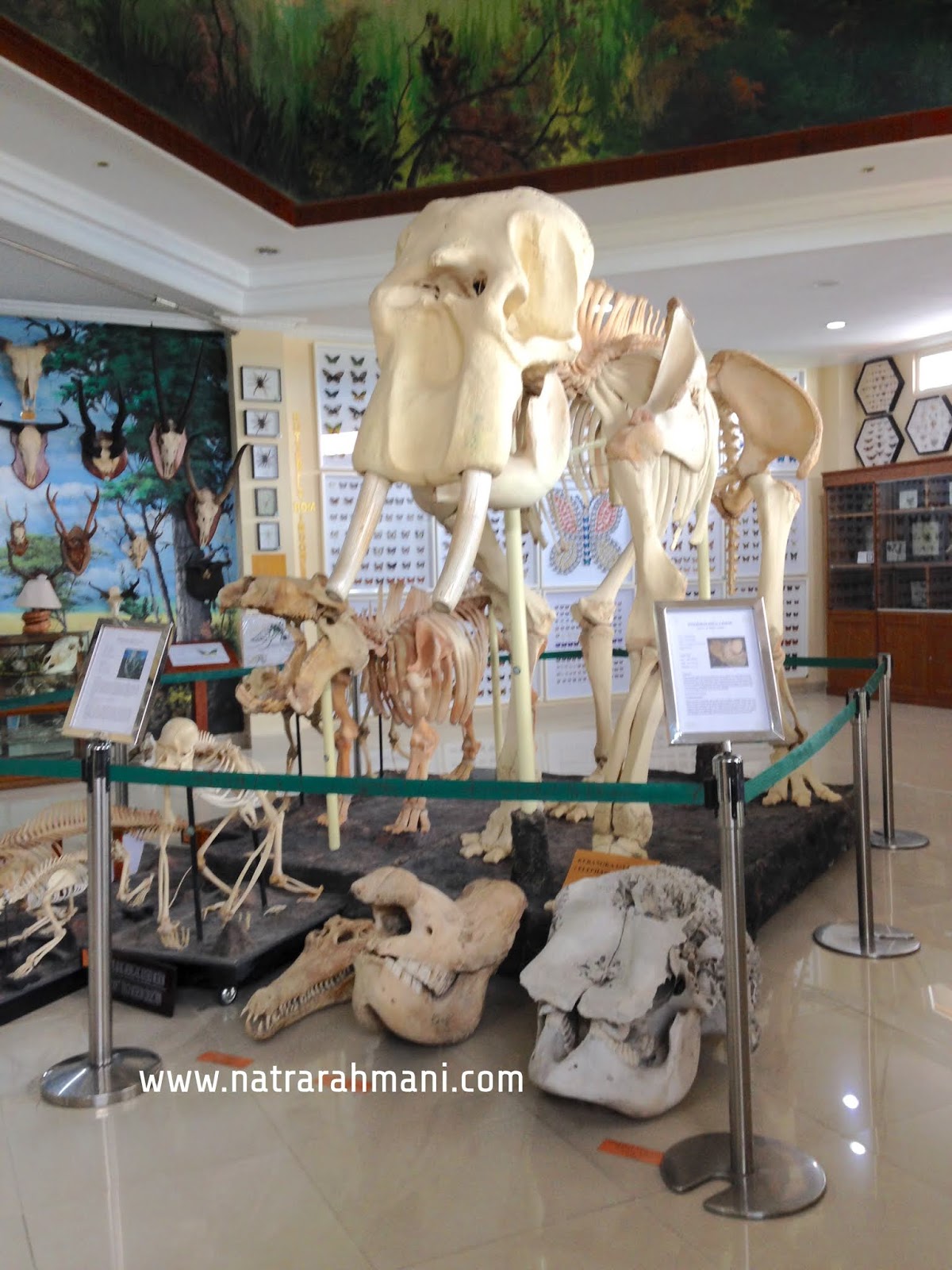 Музей фантастических существ в спб. Lindsay wildlife museum is a unique natural. Lindsay wildlife museum is a unique natural. Lindsay wildlife museum. Lindsay wildlife museum.