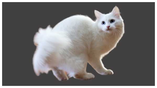 ragamuffin cat domestic