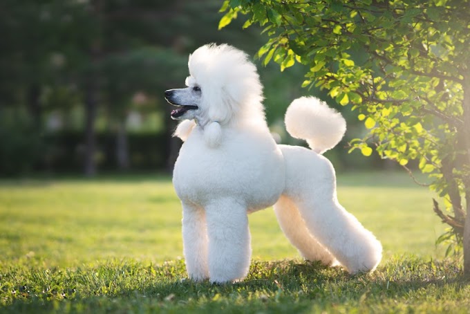 The Most Intelligent Poodle