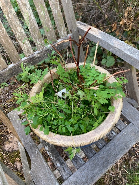 Roses Du Jardin Cheneland Hydrangea Macrophylla You And Me Together