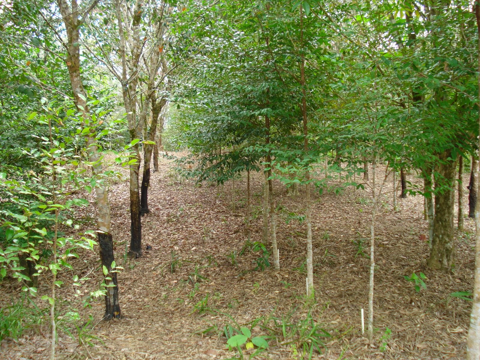 Manfaat dari Kayu Gaharu Belajar Budidaya