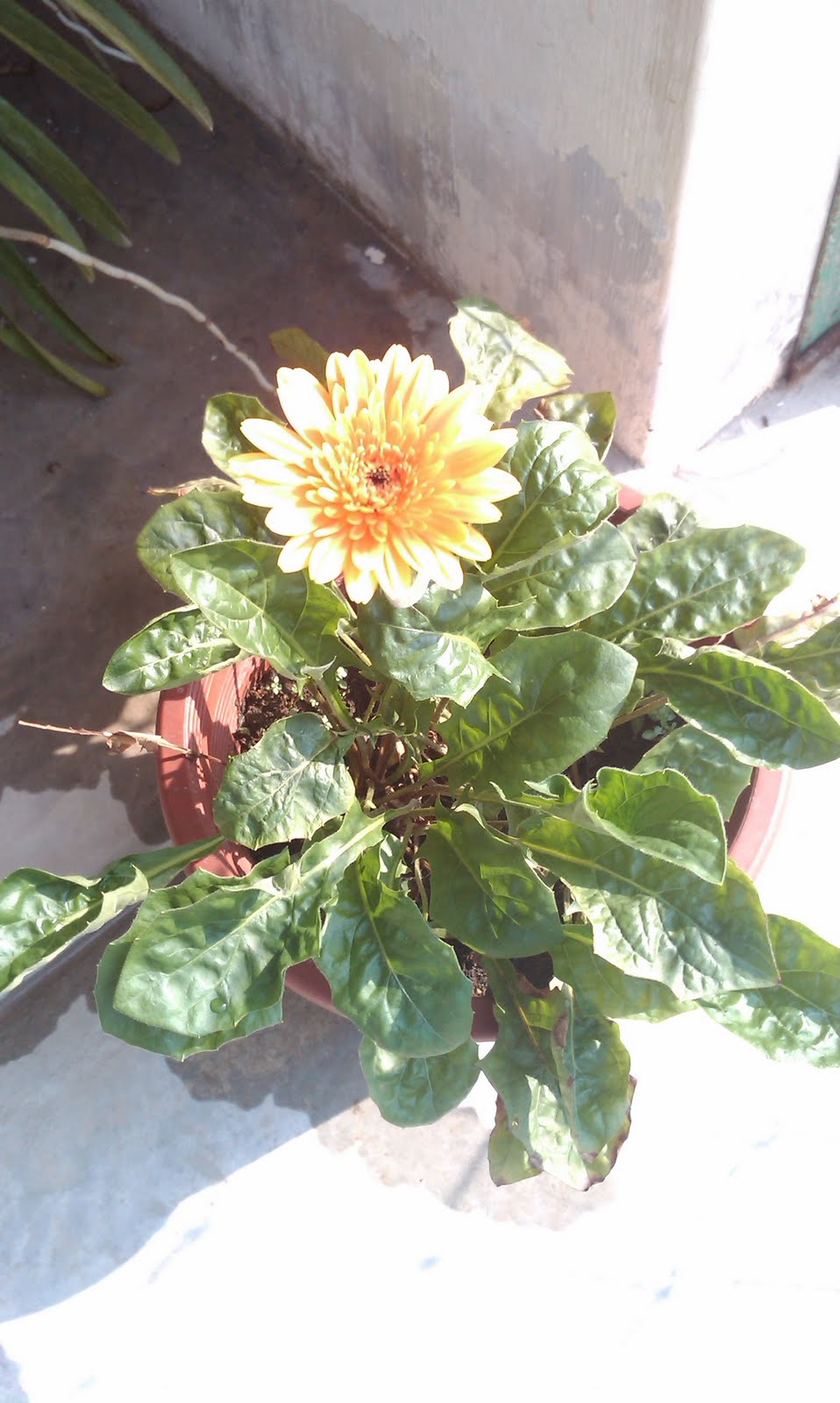 [ colourful of life ]: bunga daisy