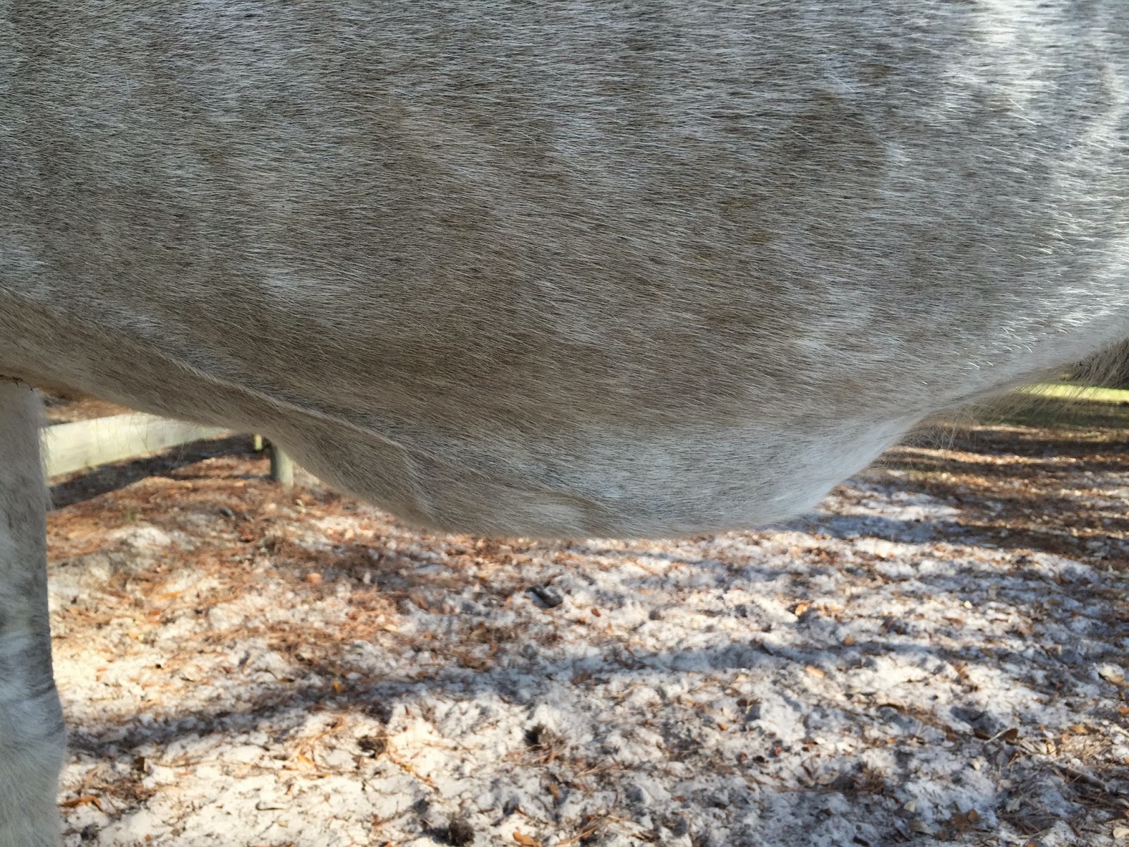 The Jumping Percheron Klein Vs Ventral Edema